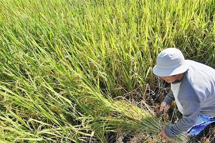 धानको उत्पादन, कृषि क्रान्ती र आयात