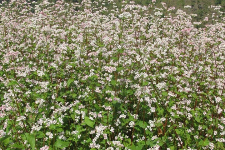 स्टार होटेलहरुमा खानाको रोजाइमा फापर