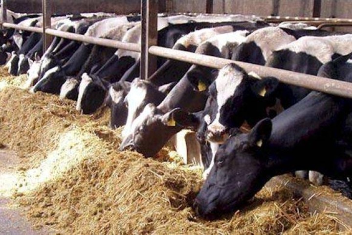 इन्जिनियर पेसा छाडेर काठमाडौंमै गाई र भैँसीपालन, मासिक १० लाख आम्दानी