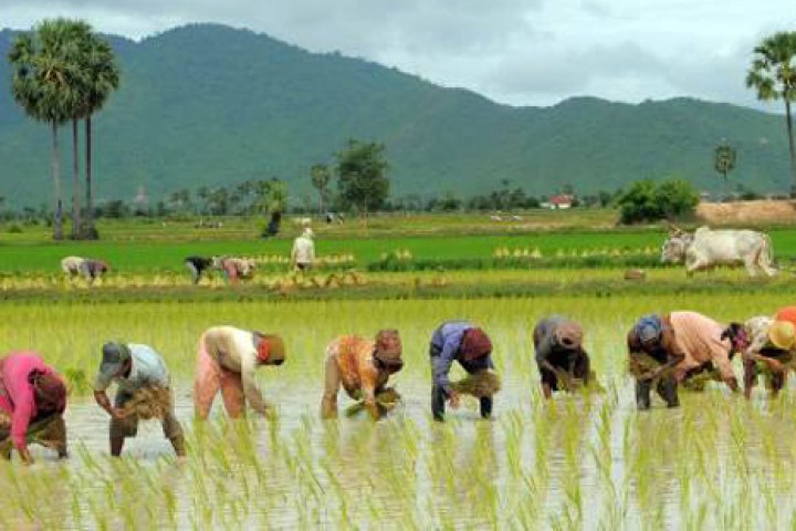 कर्णाली प्रदेशमा सबैभन्दा बढी धान रोपाइ, अन्य प्रदेशमा घट्यो