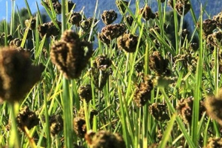 हुँदा खानेको कोदो हुने खानेको रोजाइमा : उत्पादन कम, माग अत्यधिक