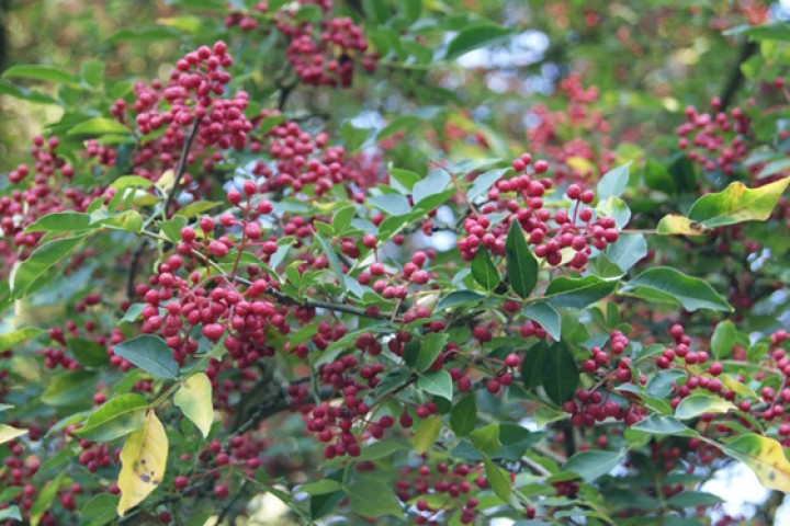 पकेट क्षेत्र निर्धारण गरी व्यावसायिक टिमुर खेती शुरु