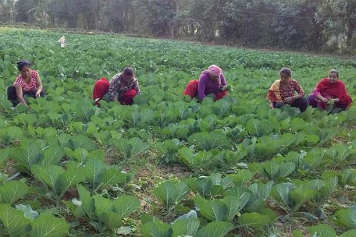 विदेशबाट फर्केर गरेको तरकारी खेतीले फेरियो जिन्दगी