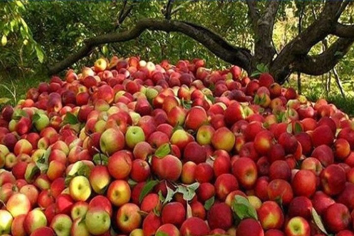  स्याउले मूल्य नपाउँदा करोडौंको लगानी बालुवामा पानी