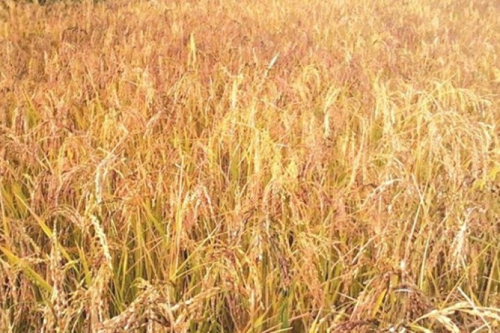 मार्सी धान भित्र्याउन किसानलाई भ्याइनभ्याई, किन्नलाई घरघरमा  पुगे  व्यापारी