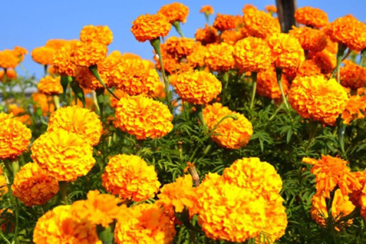 फूलमा आत्मनिर्भर बन्दै: फस्टाउँदै पुष्प व्यावसाय, ४१ जिल्लामा व्यावसायीक खेती