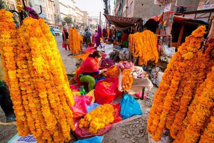 तिहारमा १५ करोड रुपैयाँकाे फूलको कारोबार, यस्तो छ आयात