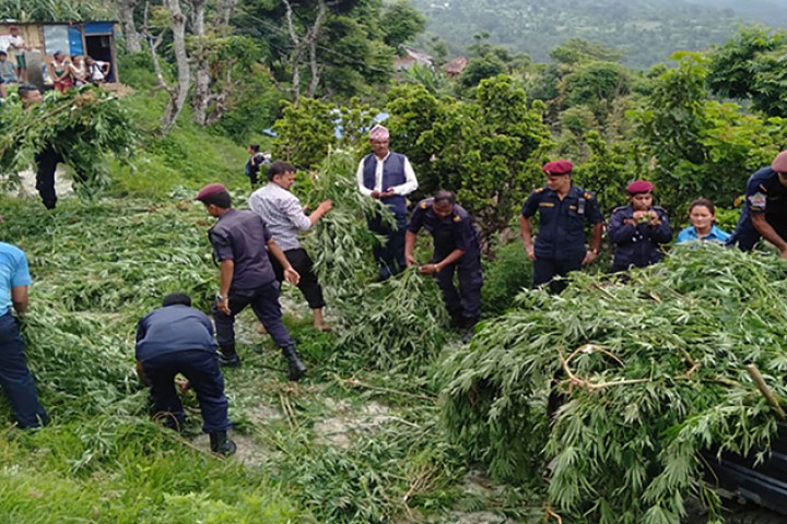 गाँजा खेतीको सम्भाव्यता अध्ययन गरिने