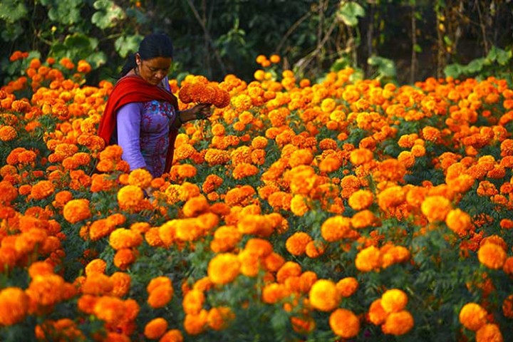 तिहार नजिकिएसँगै पुष्प व्यवसायीलाई फूल टिप्ने चटारो