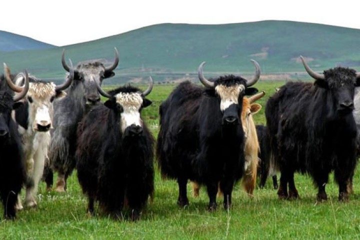 व्यावसायीक चौँरीपालनमा प्रोत्साहित गर्न निःशुल्क बीमा