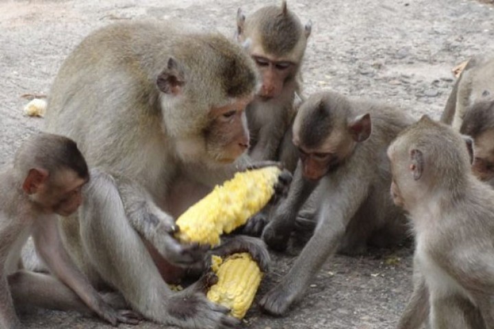 बाँदर नियन्त्रण गर्न बजेट विनियोजन