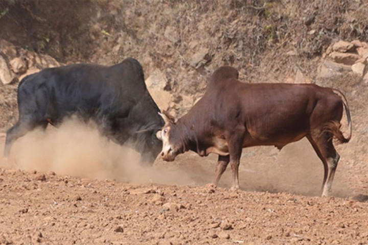 ‘वान भर्सेज वान’का ६५ हल गोरु नुवाकोट र धादिङमा भिडन्त गर्दै