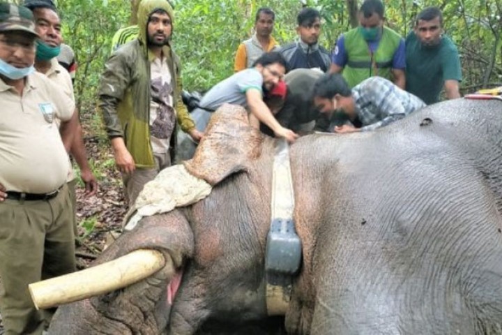 वितण्डा मच्चाउने ‘ध्रुवे’ हात्तीलाई स्याटेलाइट रेडियोकलर जडान