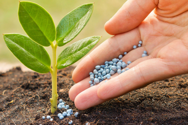 रासानियक मलमा अनुदान दिँदा प्राङ्गारिकलाई प्रोत्साहन गर्ने नीति खोइ ?