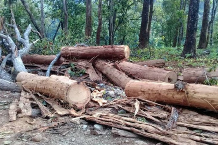लकडाउनको मौका छोपी काठ तस्करी
