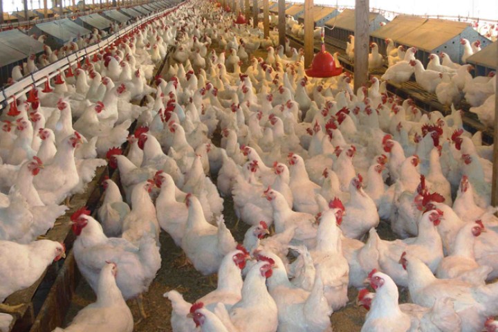 कुखुराको मासु र अण्डा उत्पादनमा उच्च गिरावट, मूल्य बढ्यो