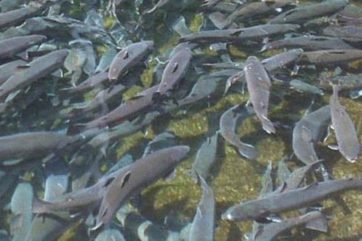 माछाका भुरा विक्री नभएपछि व्यवसाय संकटमा, भन्सारमै रोकियो दाना