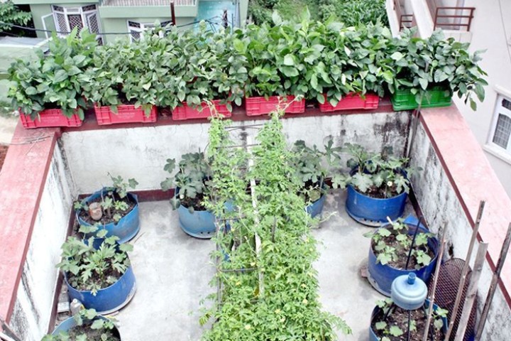 कौसी खेतीबाटै मासिक ५० करोडको तरकारी