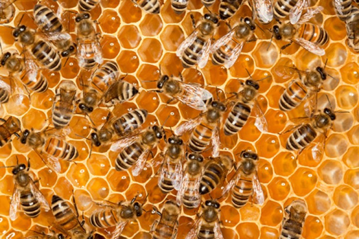 मौरी पालेर वार्षिक ३५ लाख आम्दानी