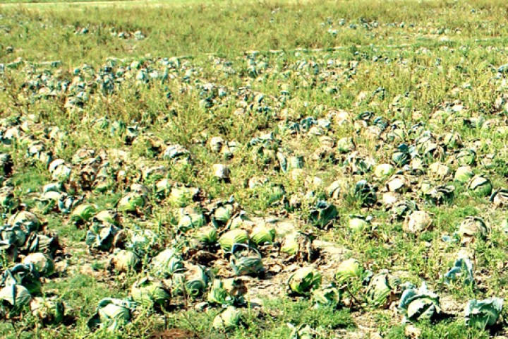 किसानको तरकारी बारीमा कुहिँदै, भारतबाट भने धमाधम आयात