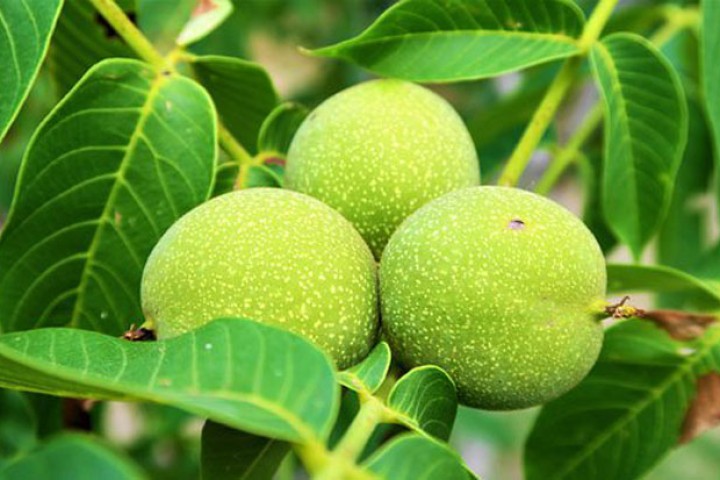 टर्कीबाट ल्याइयो १ वर्षमै फल्ने १५ हजार ओखरका बिरुवा