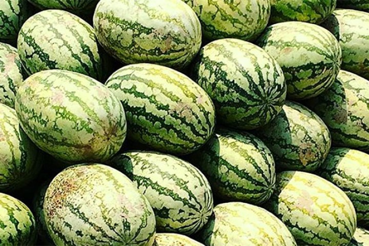 लकडाउनमा खरबुजा फलाएर एउटै टोलले कमायो ५० लाख