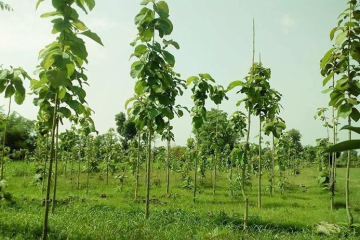 निजी वनको दर्ता अब पालिकाबाट, रुख कटान खुला