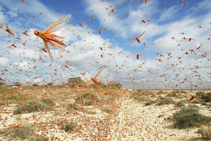 सरकारले नेपाल आउँदैन भनेको सलह किराको प्रकोप बढ्दो, तराईबाट पश्चिमी जिल्लामा प्रवेश गर्दै