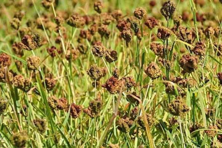 कोदोमा समेत विदेशकै भर, ७ करोडको आयात