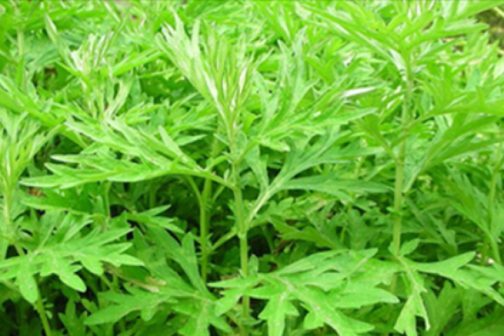 तितेपातीको तेल उत्पादन शुरु, १ लिटरकै १० हजार