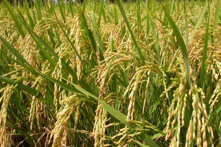 बासमती धानमा नेपालले दाबी पेश गर्ने