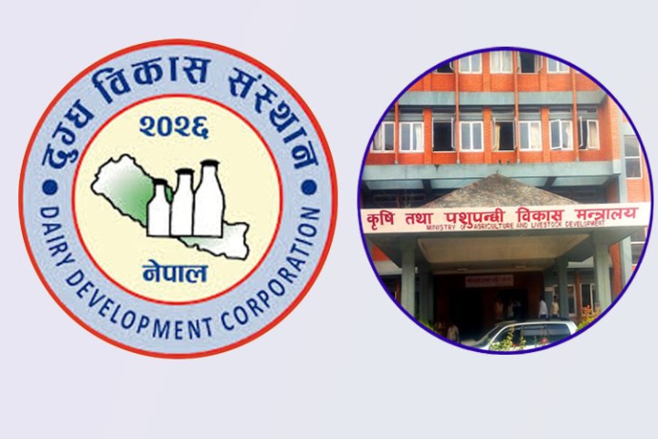 डीडीसीलाई सरकारले दियो २० करोड ऋण, किसानको ४५ करोड भुक्तानी दिन बाँकी