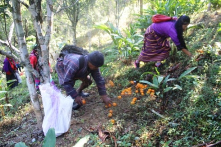 बागलुङको वनमा पनि फलफूल खेती, मानव–वन्यजन्तु द्वन्द्व घटाउने विश्वास