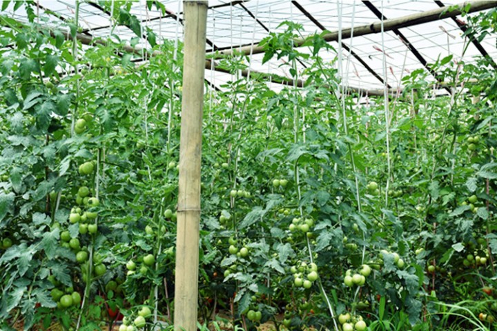 ५० हजार ऋण लिएर शुरु गरेको व्यवसायबाट मासिक २ लाख आम्दानी