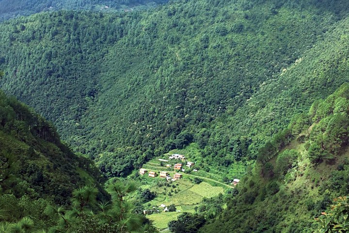वन क्षेत्र बढ्यो, तर बढेन काठ उत्पादन, आयातमा वर्षेनी अर्बौं बाहिरिँदै