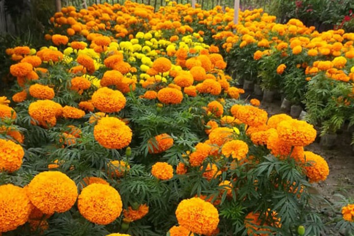 बैंकबाट ऋण नपाउँदा पुष्प व्यवसाय गर्न कठिन