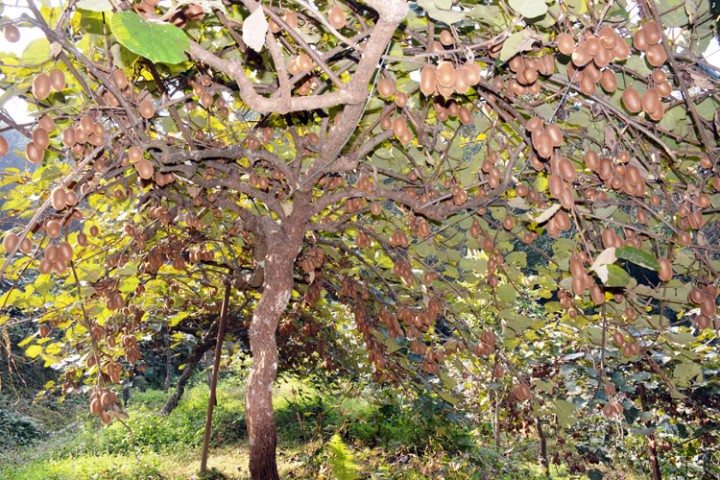 काम गर्ने आँट र जाँगर भए विदेश जानु पर्दैन, किवी खेतीबाटै वार्षिक १६ लाख आम्दानी