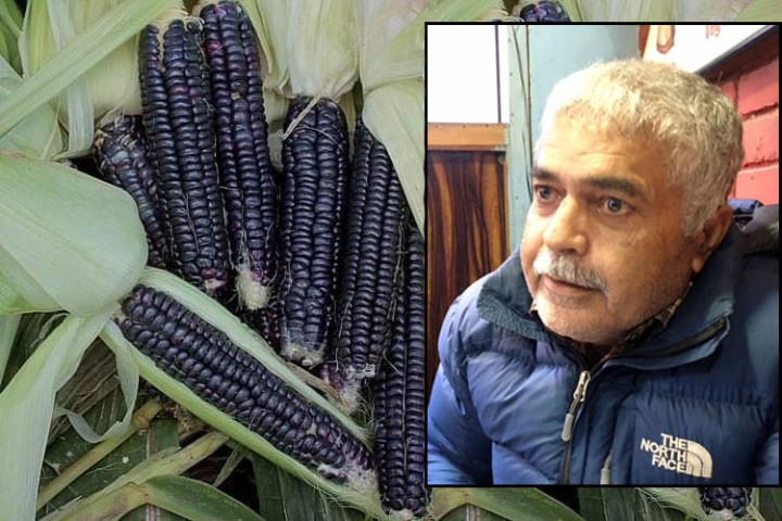 जसले सुडानमा खेती गरेको देखेर नेपाल भित्र्याए 'ब्ल्याक कर्न', देशभर खेती फैलाउन बाँड्दैछन् बीउ