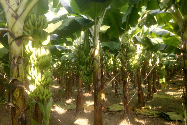 आयात रोकिएन, चितवनका केराले बजार पाएन