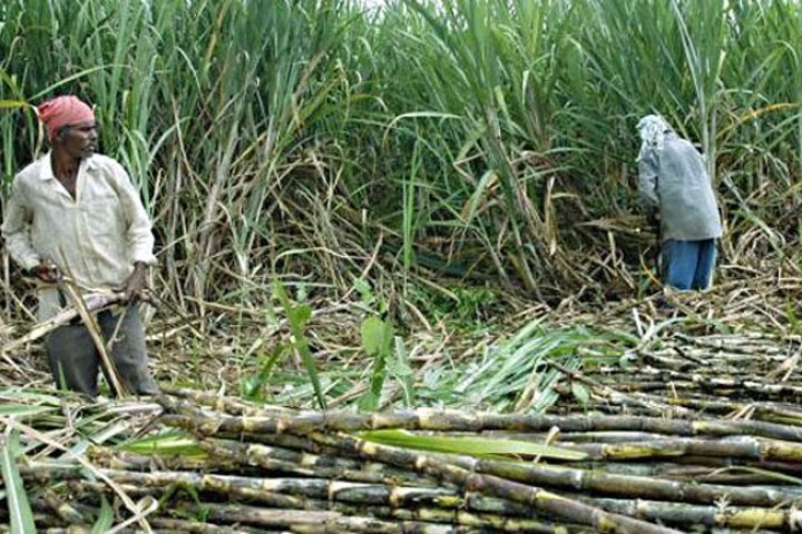 उखु खेतीबाट ३० हजार बढी किसान पलायन, उखु अभावले चिनी उद्योग संकटमा