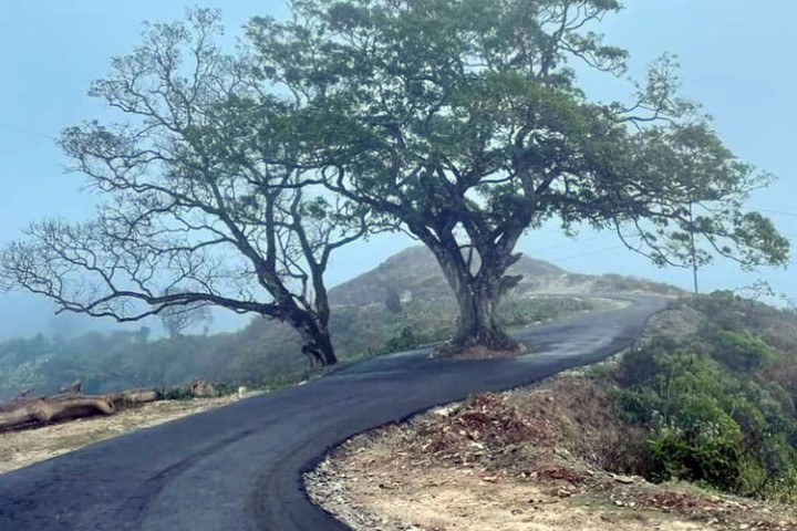 बीचमा रुख राखेर कालोपत्र गरेको सडक ‘भाइरल’