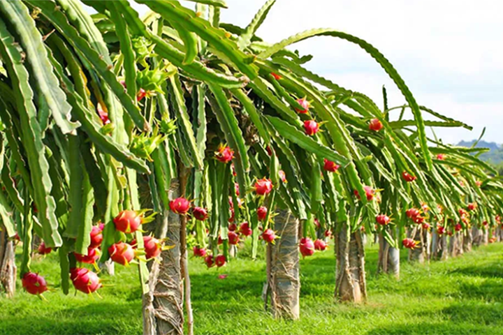 ड्रागन फ्रुटबाटै करोड आम्दानी