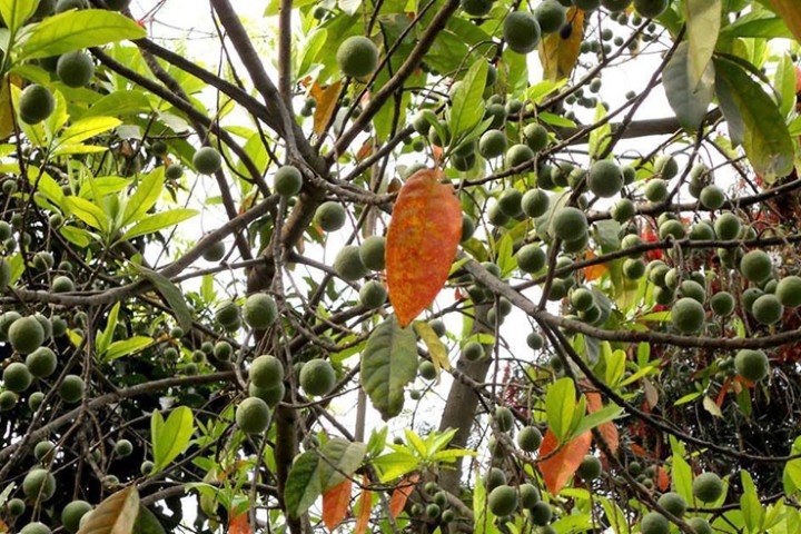 रुद्राक्षको मूल्य ६० प्रतिशतसम्म घट्यो, व्यावसायिक किसान मर्कामा