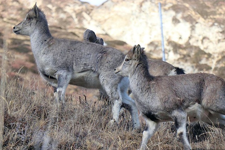 ढोरपाटन सिकार आरक्षमा नाउर झारलको सिकार गर्न अनुमति, कति लाग्छ खर्च ?