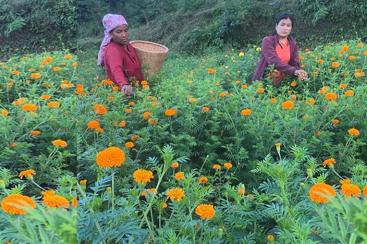 प्रतिथुंगा ४ रुपैयाँमा बारीबाटै विक्री हुन्छ सयपत्री फूल