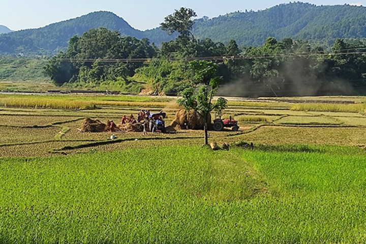 कृषिप्रधान देशको हालत, धानको पकेट क्षेत्रका किसान नै चामल किनेर खाँदै !