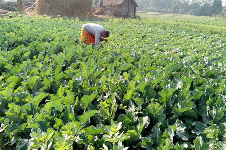 तरकारी खेती गर्ने किसानलाई बजारको चिन्ता, बिचौलिया हाबी हुँदा भाउ नै पाउँदैनन्