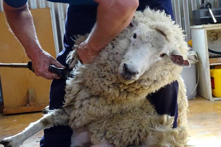 पश्मिनाको गुणस्तर बढाउन नेपालमै पहिलोपटक च्याङ्ग्राको भुवा परीक्षण गरिँदै