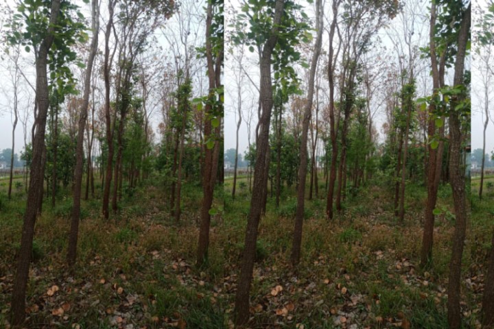 धेरै तस्कर हुने गरेको रक्तचन्दनको व्यावसायिक खेती