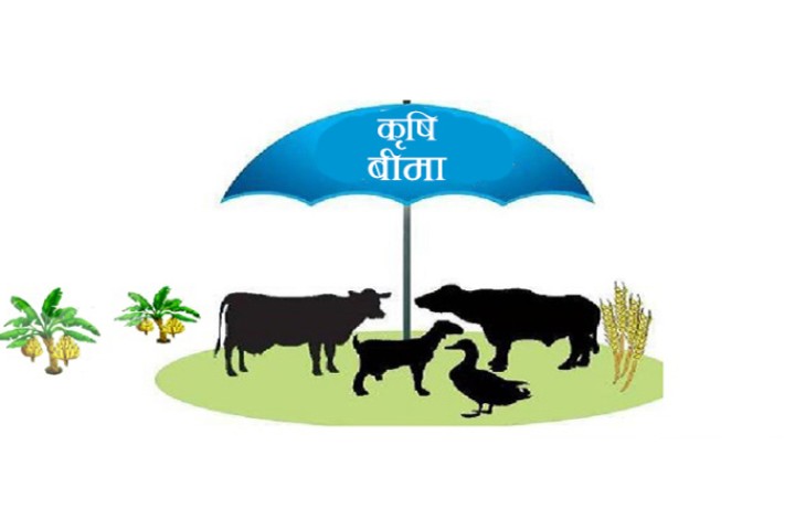 पशुपंक्षी र बाली बीमामा सूर्योदय नगरपालिकाले ५० प्रतिशत अनुदान दिने